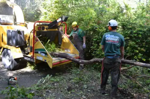 tree services Tonto Basin